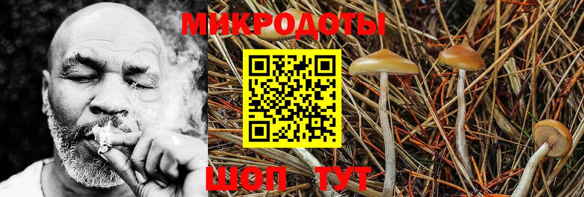 Псилоцибиновые грибы Psilocybe Ижевск